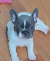 Pebbles, a female French Bulldog for sale in New York City, NY – Photo 3 of 7