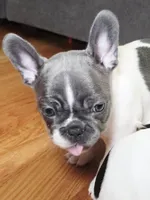 Pebbles, a female French Bulldog for sale in New York City, NY – Photo 2 of 7