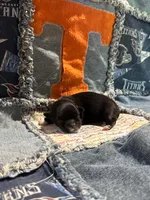Smokey, a male Shichon for sale in Saint Johns, FL – 3 of 6