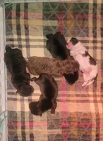 Smokey, a male Shichon for sale in Saint Johns, FL – 5 of 6