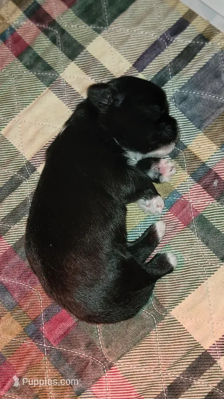 Smokey – Shichon puppy for sale in Saint Johns, FL
