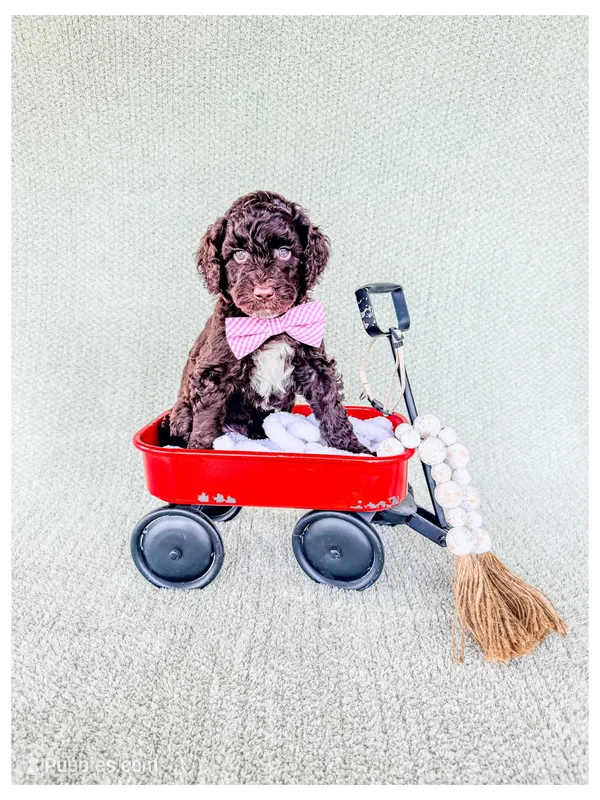 Onyx – Bernedoodle, Miniature Bernedoodle puppy for sale in Lake City, FL