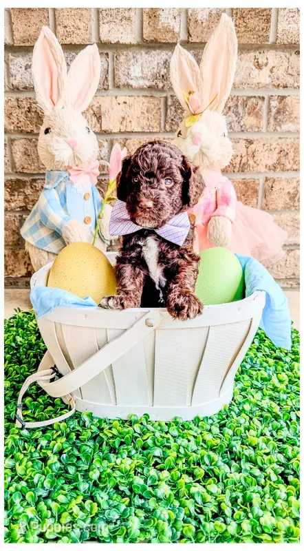 Onyx – Bernedoodle, Miniature Bernedoodle puppy for sale in Lake City, FL