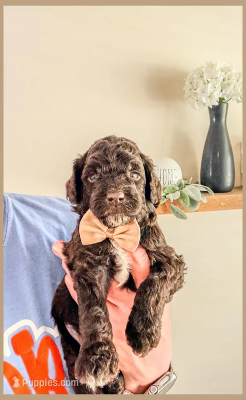 Onyx – Bernedoodle, Miniature Bernedoodle puppy for sale in Lake City, FL