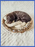 Jett, a female Bernedoodle and Miniature Bernedoodle for sale in Lake City, FL – Photo 3 of 5