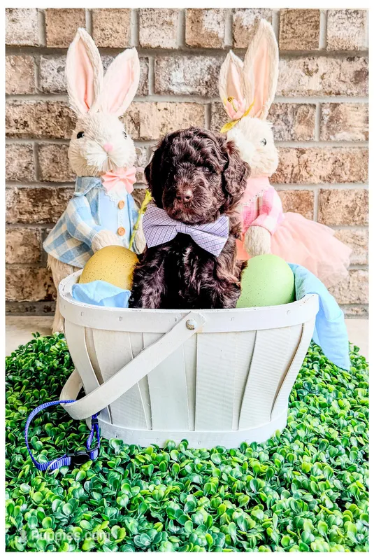 Jett – Bernedoodle, Miniature Bernedoodle puppy for sale in Lake City, FL