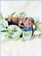 Jett, a female Bernedoodle and Miniature Bernedoodle for sale in Lake City, FL – Photo 4 of 5