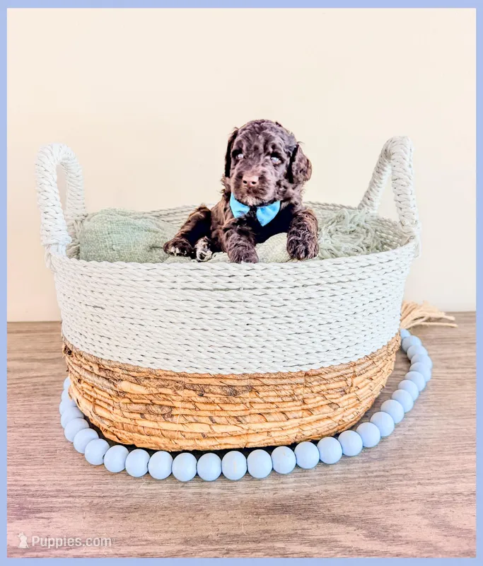 Jett – Bernedoodle, Miniature Bernedoodle puppy for sale in Lake City, FL