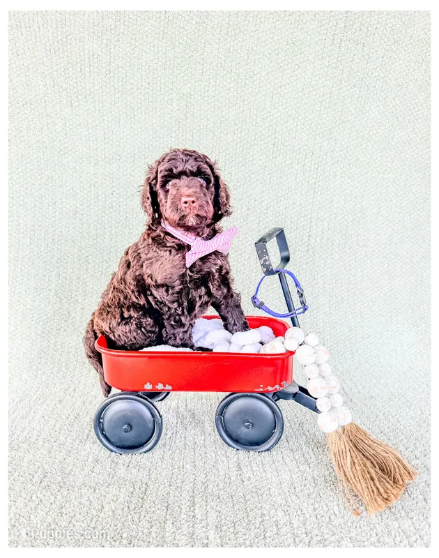 Jett – Bernedoodle, Miniature Bernedoodle puppy for sale in Lake City, FL