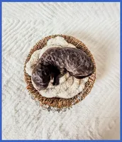 Jett, a female Bernedoodle and Miniature Bernedoodle for sale in Lake City, FL – Photo 5 of 5