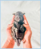 Jett, a female Bernedoodle and Miniature Bernedoodle for sale in Lake City, FL – Photo 2 of 5