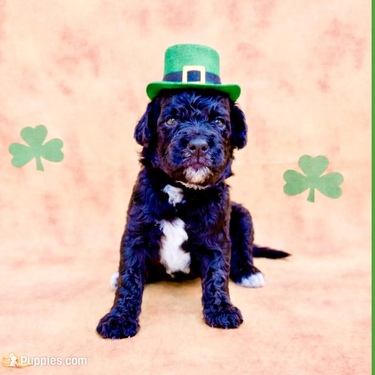 Slate – Bernedoodle, Miniature Bernedoodle puppy for sale in Lake City, FL