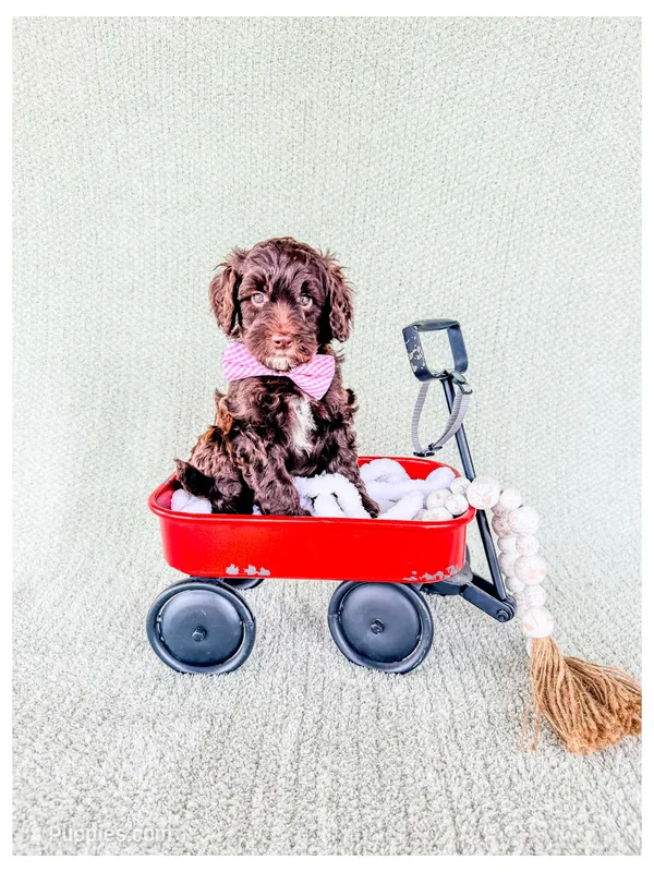 Slate – Bernedoodle, Miniature Bernedoodle puppy for sale in Lake City, FL