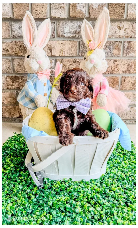 Slate – Bernedoodle, Miniature Bernedoodle puppy for sale in Lake City, FL