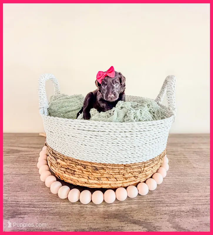 Ruby – Bernedoodle, Miniature Bernedoodle puppy for sale in Lake City, FL