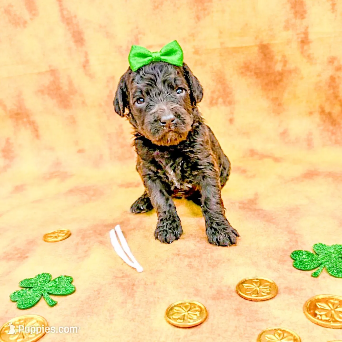 Ruby – Bernedoodle, Miniature Bernedoodle puppy for sale in Lake City, FL