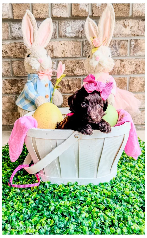 Ruby – Bernedoodle, Miniature Bernedoodle puppy for sale in Lake City, FL