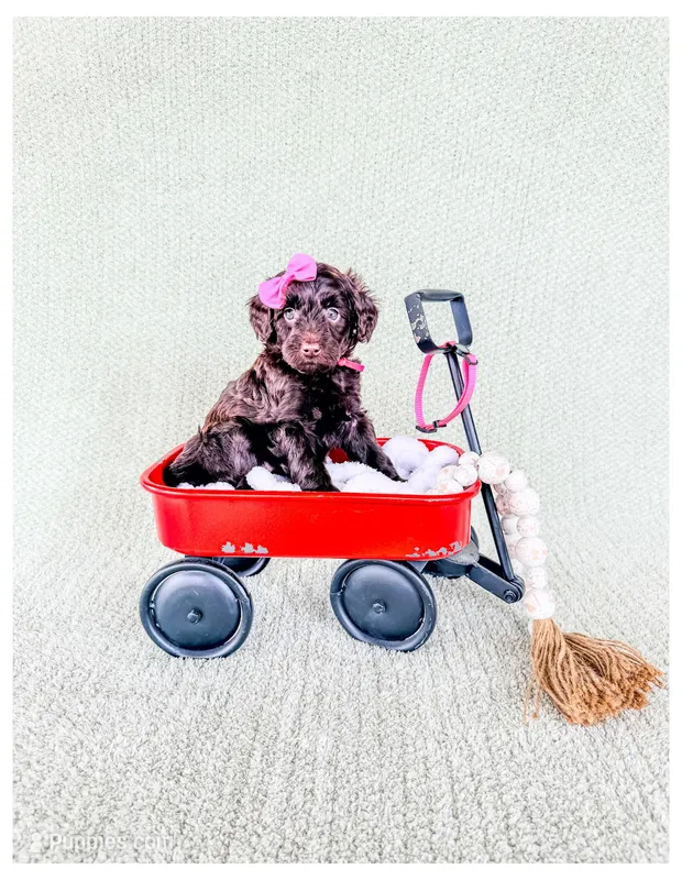 Ruby – Bernedoodle, Miniature Bernedoodle puppy for sale in Lake City, FL