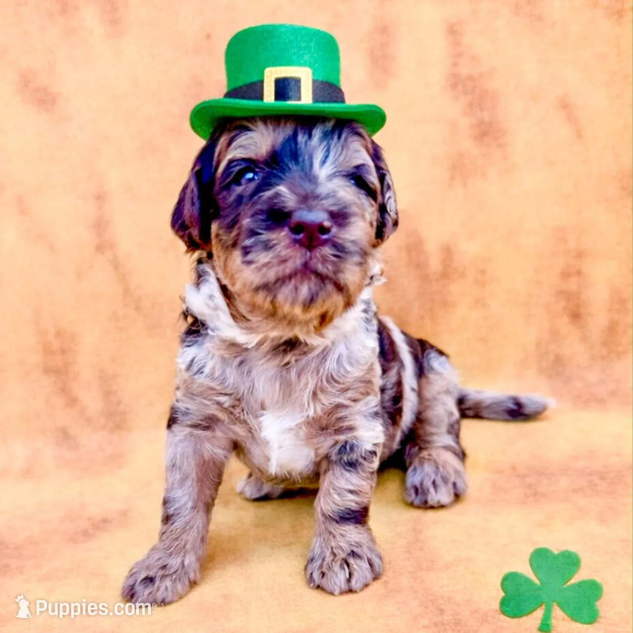 Beryl – Bernedoodle, Miniature Bernedoodle puppy for sale in Lake City, FL