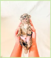 Beryl, a male Bernedoodle and Miniature Bernedoodle for sale in Lake City, FL – Photo 4 of 5