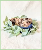 Beryl, a male Bernedoodle and Miniature Bernedoodle for sale in Lake City, FL – Photo 5 of 5