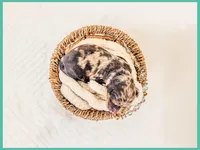 Beryl, a male Bernedoodle and Miniature Bernedoodle for sale in Lake City, FL – Photo 2 of 5