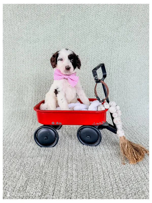 Flint – Bernedoodle, Miniature Bernedoodle puppy for sale in Lake City, FL