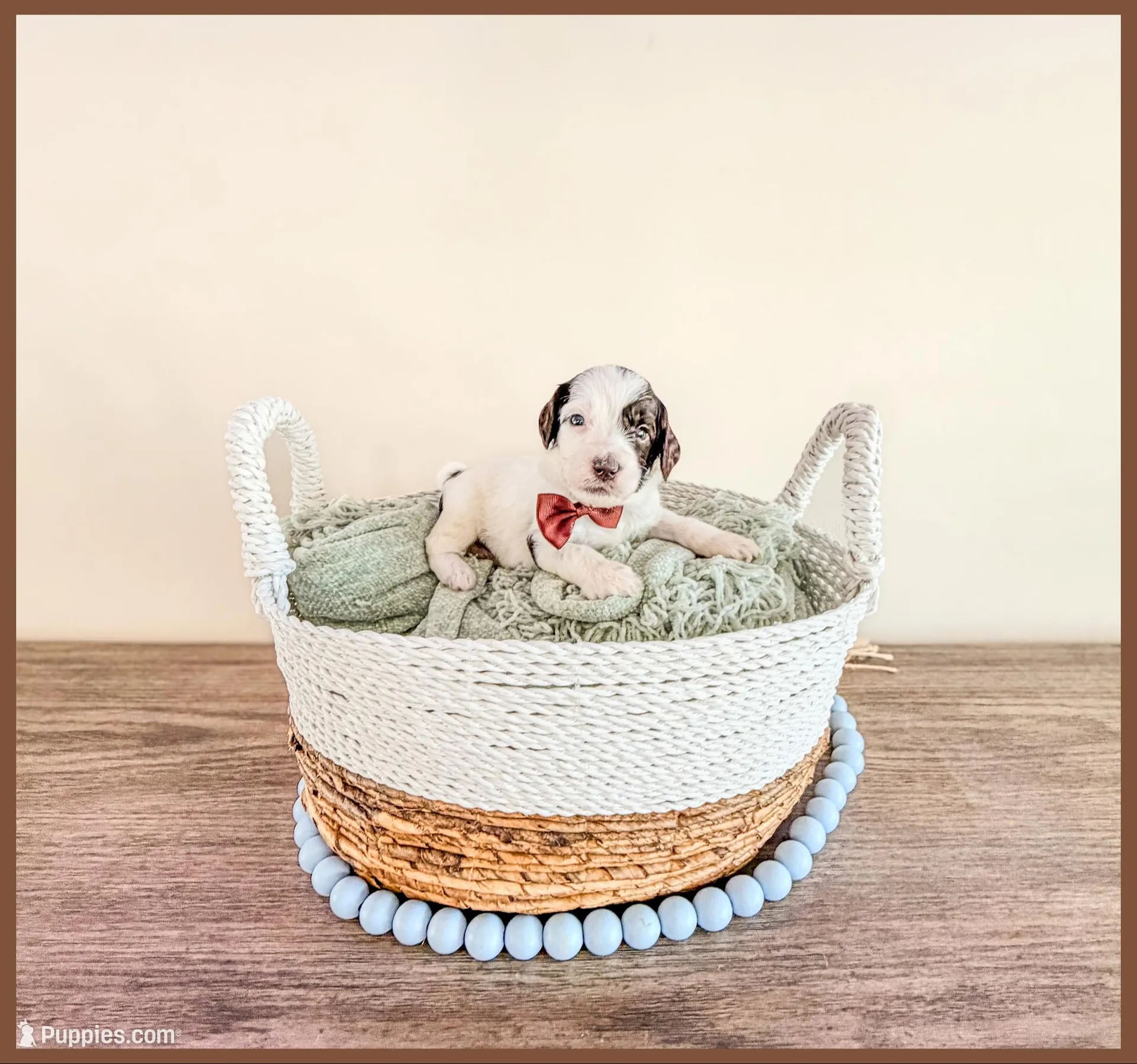Flint – Bernedoodle, Miniature Bernedoodle puppy for sale in Lake City, FL
