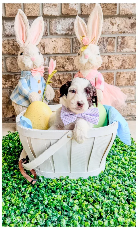 Flint – Bernedoodle, Miniature Bernedoodle puppy for sale in Lake City, FL