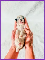 Pearl, a female Bernedoodle and Miniature Bernedoodle for sale in Lake City, FL – Photo 2 of 5
