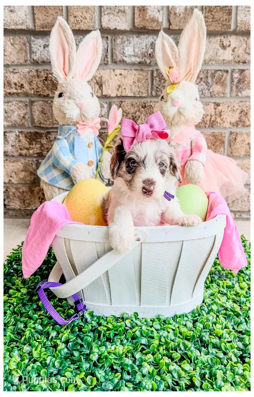 Pearl – Bernedoodle, Miniature Bernedoodle puppy for sale in Lake City, FL