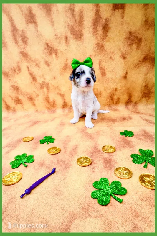 Pearl – Bernedoodle, Miniature Bernedoodle puppy for sale in Lake City, FL