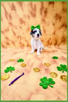 Pearl, a female Bernedoodle and Miniature Bernedoodle for sale in Lake City, FL – Photo 1 of 5