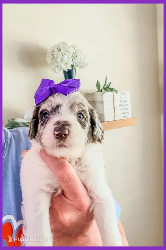 Pearl – Bernedoodle, Miniature Bernedoodle puppy for sale in Lake City, FL