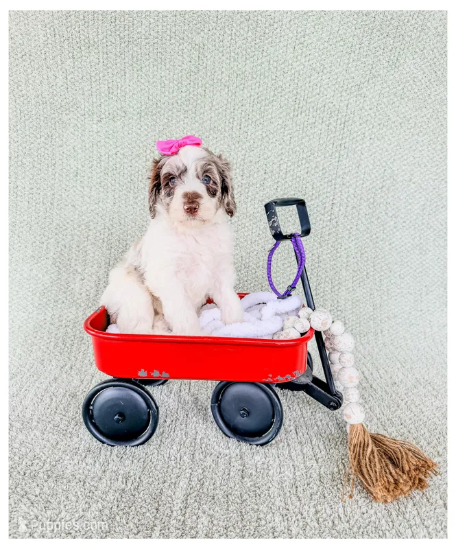 Pearl – Bernedoodle, Miniature Bernedoodle puppy for sale in Lake City, FL