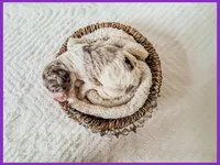 Pearl, a female Bernedoodle and Miniature Bernedoodle for sale in Lake City, FL – Photo 4 of 5