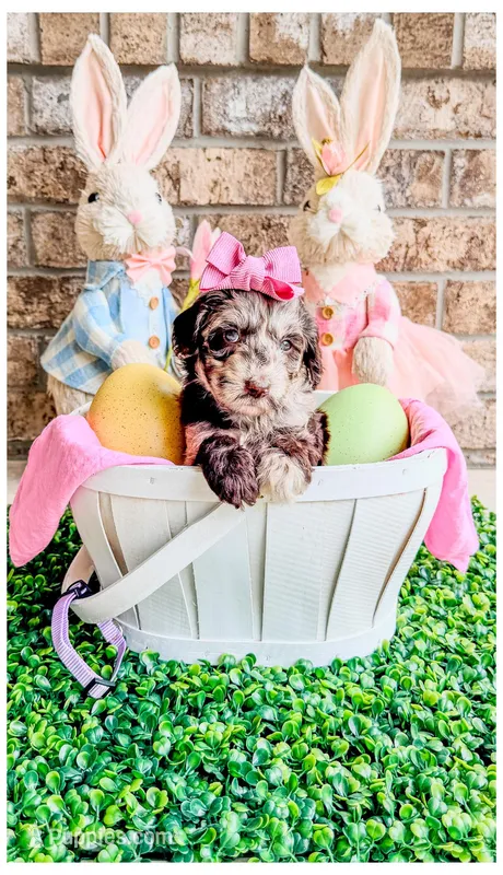 Opal – Bernedoodle, Miniature Bernedoodle puppy for sale in Lake City, FL