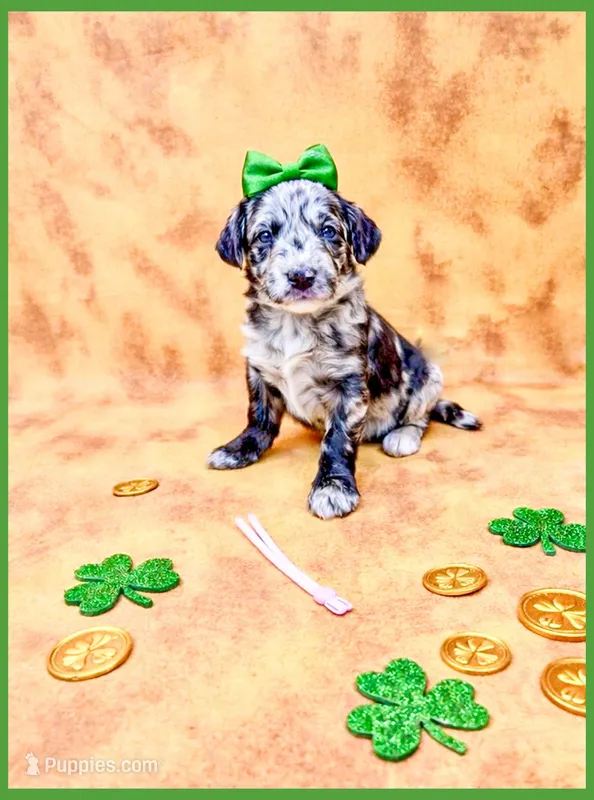 Opal – Bernedoodle, Miniature Bernedoodle puppy for sale in Lake City, FL