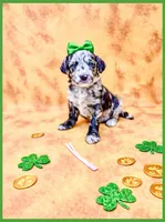 Opal, a female Bernedoodle and Miniature Bernedoodle for sale in Lake City, FL – Photo 1 of 5