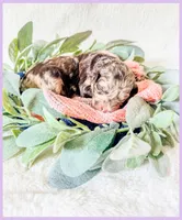 Opal, a female Bernedoodle and Miniature Bernedoodle for sale in Lake City, FL – Photo 4 of 5