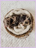 Opal, a female Bernedoodle and Miniature Bernedoodle for sale in Lake City, FL – Photo 2 of 5