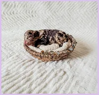 Opal, a female Bernedoodle and Miniature Bernedoodle for sale in Lake City, FL – Photo 5 of 5