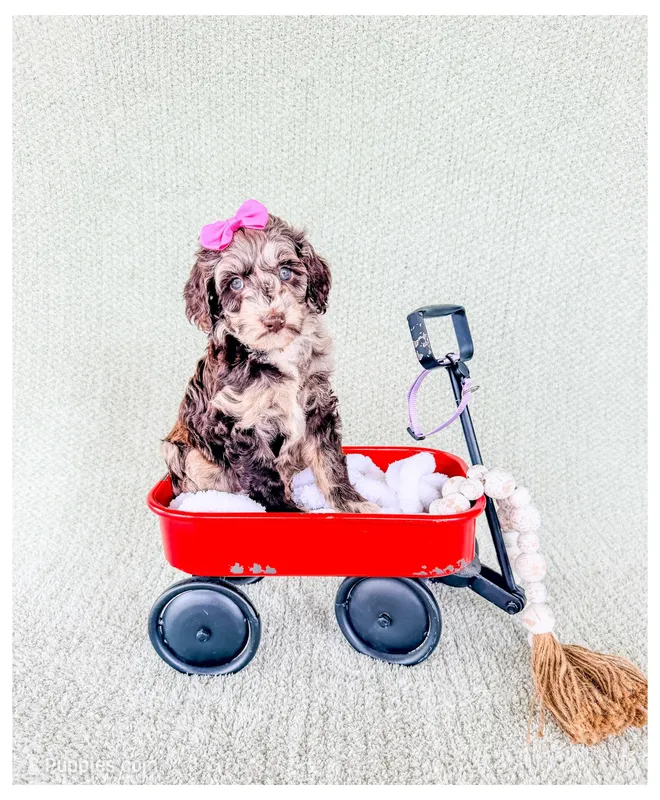 Opal – Bernedoodle, Miniature Bernedoodle puppy for sale in Lake City, FL