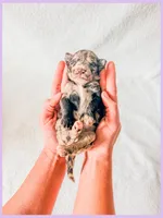 Opal, a female Bernedoodle and Miniature Bernedoodle for sale in Lake City, FL – Photo 3 of 5