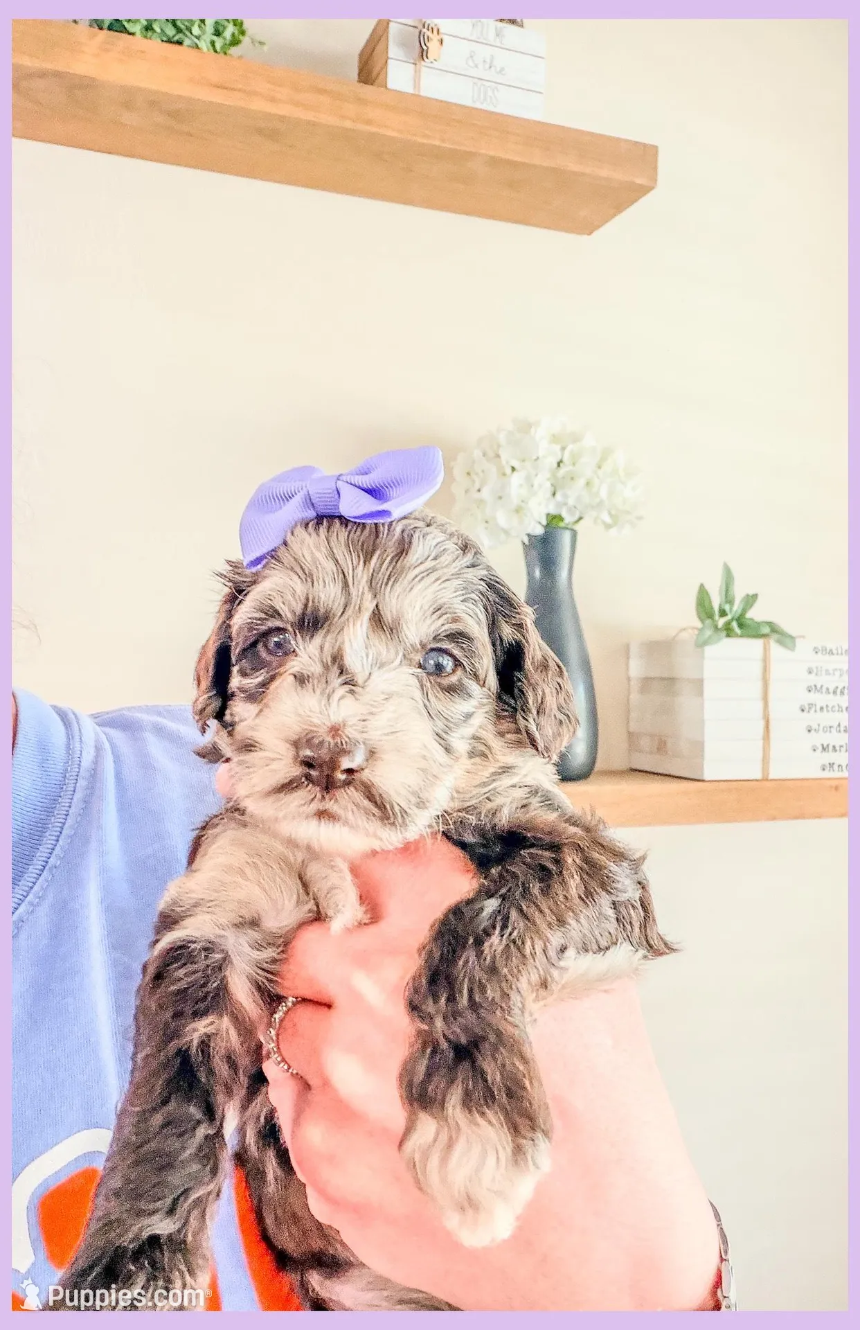 Opal – Bernedoodle, Miniature Bernedoodle puppy for sale in Lake City, FL