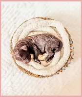 Jade, a female Bernedoodle and Miniature Bernedoodle for sale in Lake City, FL – Photo 4 of 5