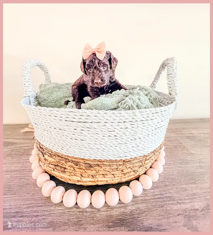 Jade – Bernedoodle, Miniature Bernedoodle puppy for sale in Lake City, FL