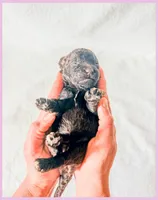 Jade, a female Bernedoodle and Miniature Bernedoodle for sale in Lake City, FL – Photo 2 of 5