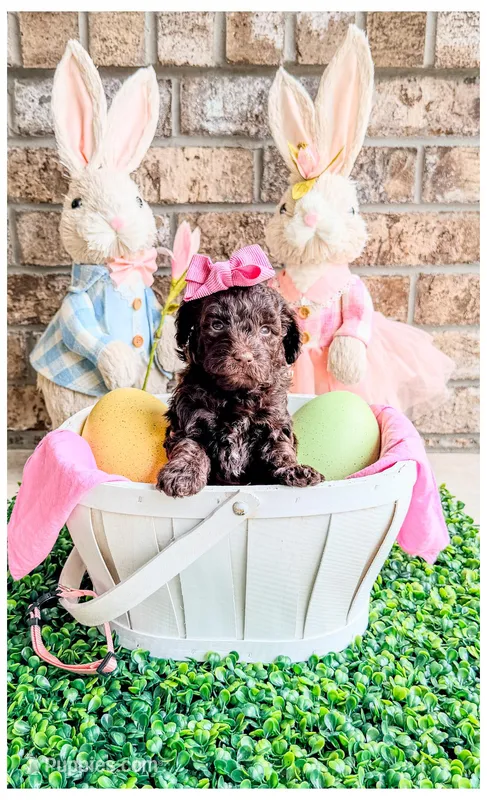 Jade – Bernedoodle, Miniature Bernedoodle puppy for sale in Lake City, FL