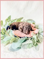 Jade, a female Bernedoodle and Miniature Bernedoodle for sale in Lake City, FL – Photo 5 of 5